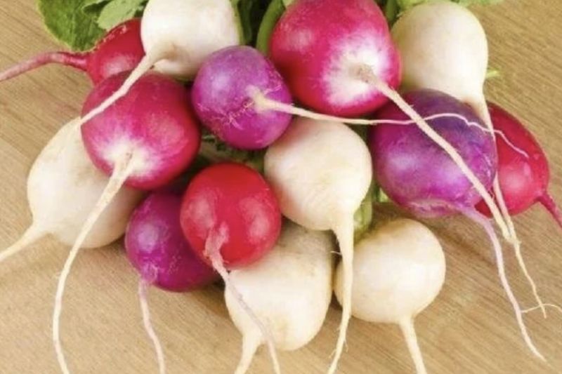 Ward's Berry Farm Easter Egg Radish (bunched)