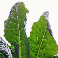 Atlas Farm Organic Tuscan (Lacinato) Kale (bunched)