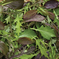 Old Friends Farm Organic Salad Mix - 8 oz.