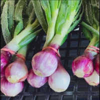 Bardwell Farm IPM Red Spring Onions (bunched)