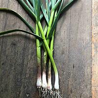 Kitchen Garden Farm Organic Spring Garlic (bunched)