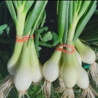 Bardwell Farm IPM Yellow Spring Onions (bunched)