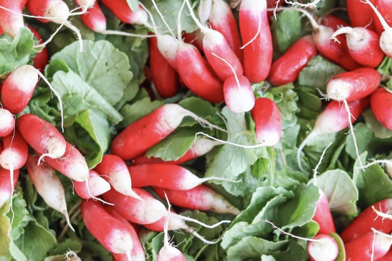 Ward's Berry Farm French Breakfast Radish (bunched)
